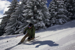 Tree-lined Slopes - les Houches