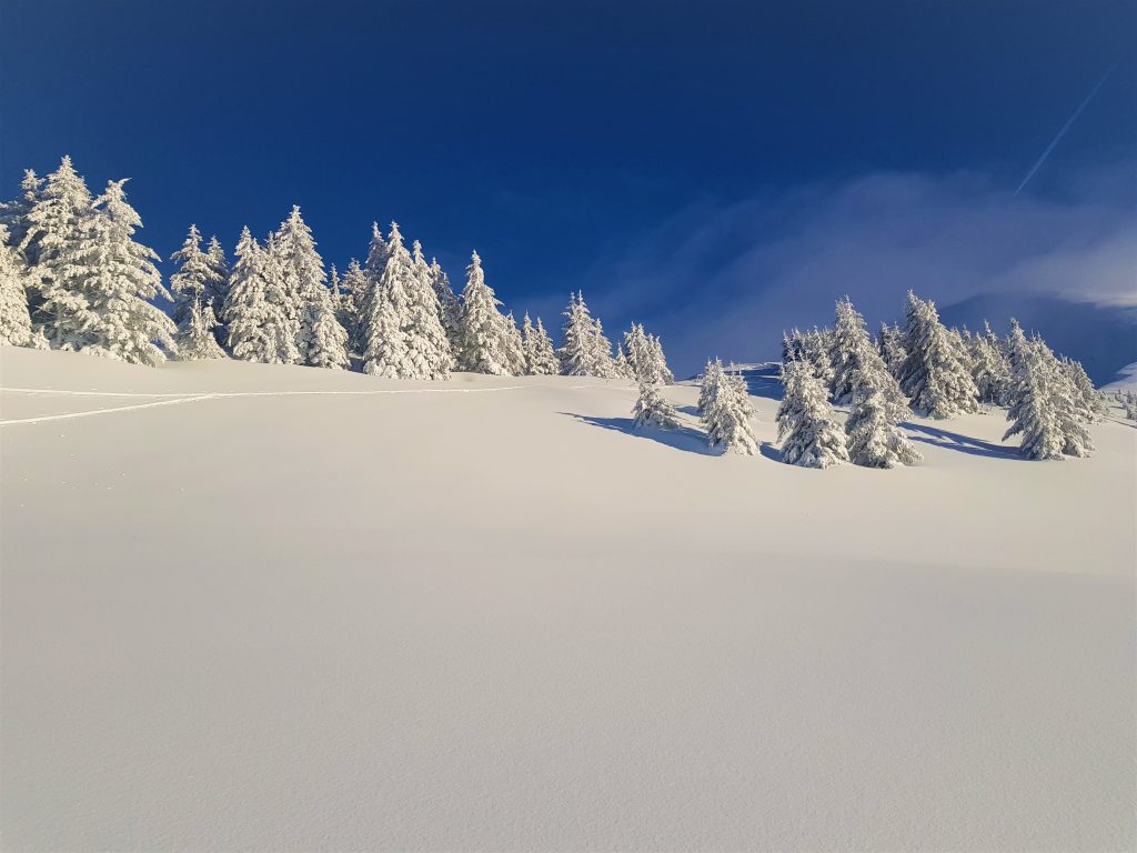 fresh powder ski run